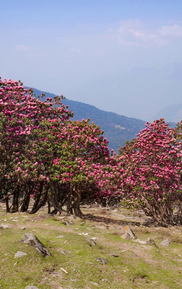 Chopta Chandrashila 3 Day Trek